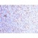 CD11c (Dendritic Cell Marker) (ITGAX/1284), CF555 conjugate, 0.1mg/mL