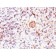 Bax(2D2), CF568 conjugate, 0.1mg/mL