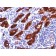 Thyroglobulin(2H11), CF568 conjugate, 0.1mg/mL