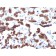 Thyroglobulin (Thyroidal Cell Marker)(TGB24),  CF568 conjugate, 0.1mg/mL