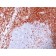 bcl-2(100/D5), CF568 conjugate, 0.1mg/mL