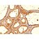 Thyroglobulin(6E1.), CF568 conjugate, 0.1mg/mL