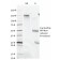 Biotium BNC680074-500, CD28(C28/74),  CF568 conjugate, 0.1mg/mL