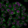 Beta-2 Microglobulin (B2M)(BBM.1), CF568 conjugate, 0.1mg/mL