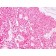 S100B(4C4.9), CF568 conjugate, 0.1mg/mL
