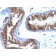 Major Vault Protein (MVP)(1032), CF568 conjugate, 0.1mg/mL