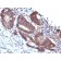 Transgelin / SM22-alpha(TAGLN/247), CF568 conjugate, 0.1mg/mL