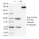 Biotium BNC680268-100, CD3e (T-Cell Marker)(OKT3),  CF568 conjugate, 0.1mg/mL