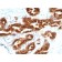 TAG-72 / CA72.4(B72.3), CF568 conjugate, 0.1mg/mL