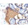 Glycophorin A / CD235a(GYPA/280), CF568 conjugate, 0.1mg/mL