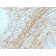 Tenascin(T2H5), CF568 conjugate, 0.1mg/mL