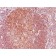 BCL-10(BL10/411), CF568 conjugate, 0.1mg/mL