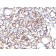Podocalyxin(3D3), CF568 conjugate, 0.1mg/mL