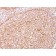 CD79a(HM47/A9), CF568 conjugate, 0.1mg/mL