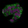 Topoisomerase I, MT(TOP1MT/488), CF568 conjugate, 0.1mg/mL