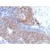 Topoisomerase (DNA) I, Mitochondrial (TOP1MT)(TOP1MT/568),  CF568 conjugate, 0.1mg/mL