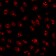 Nucleolin(364-5), CF568 conjugate, 0.1mg/mL