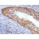 Cytokeratin 14(KRT14/532), CF568 conjugate, 0.1mg/mL