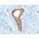 Alkaline Phosphatase(ALPL/597), CF568 conjugate, 0.1mg/mL