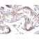 TGFalpha(MF9), CF568 conjugate, 0.1mg/mL