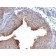 Cytokeratin 6(LHK6), CF568 conjugate, 0.1mg/mL
