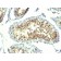 Thymidylate Synthase(TMS715), CF568 conjugate, 0.1mg/mL