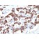 Thyroglobulin(2H11 + 6E1), CF568 conjugate, 0.1mg/mL