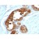 TAG-72 / CA72.4(B72.3 + CA72/733), CF568 conjugate, 0.1mg/mL