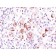 bcl-x(2H12), CF568 conjugate, 0.1mg/mL