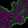 HSP27(HSPB1/774), CF568 conjugate, 0.1mg/mL