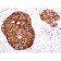 HER-2 / CD340(ERB2/776), CF568 conjugate, 0.1mg/mL