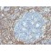 bcl-2(BCL2/782), CF568 conjugate, 0.1mg/mL