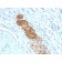 CD56 / NCAM(NCAM1/784), CF568 conjugate, 0.1mg/mL