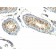 TGFalpha(P/T1), CF568 conjugate, 0.1mg/mL