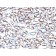 Smooth Muscle Actin(ACTA2/791), CF568 conjugate, 0.1mg/mL