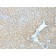 Cyclin D1(CCND1/809), CF568 conjugate, 0.1mg/mL