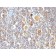 bcl-6(BCL6/850), CF568 conjugate, 0.1mg/mL