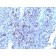 Glypican-3(GPC3/863 + 1G12), CF568 conjugate, 0.1mg/mL