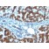 Retinol Binding Protein-1(RBP/872), CF568 conjugate, 0.1mg/mL