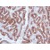Mucin 5AC (MUC5AC)(CLH2), CF568 conjugate, 0.1mg/mL