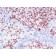 TTF-1 / NKX2.1(8G7G3/1 + NX2.1/690), CF568 conjugate, 0.1mg/mL
