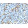 NGFR (Nerve Growth Factor Receptor)(NTR/912), CF568 conjugate, 0.1mg/mL
