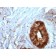Beta-2 Microglobulin (B2M)(B2M/961), CF568 conjugate, 0.1mg/mL