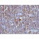 Bax(BAX/962), CF568 conjugate, 0.1mg/mL