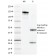 MUC1 / CA15-3 / EMA / CD227 (Epithelial Marker)(VU-11D1),  CF568 conjugate, 0.1mg/mL