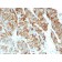 CD63(LAMP3/968), CF568 conjugate, 0.1mg/mL
