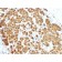 S100B(S100B/1012), CF568 conjugate, 0.1mg/mL