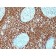 bcl-2(BCL2/782 + BCL2/796), CF568 conjugate, 0.1mg/mL