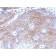 Beta-2-Microglobulin (B2M)(B2M/1118), CF568 conjugate, 0.1mg/mL