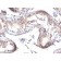 TGFalpha(TGFA/1119), CF568 conjugate, 0.1mg/mL